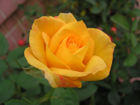世界上花语最黑暗的花：曼陀罗、荼蘼花双双上榜