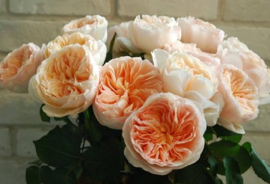 世界上最高贵神秘的花：朱丽叶玫瑰上榜，鬼兰排榜首