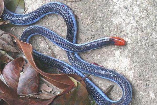 世界上毒腺最长的蛇，如果被咬一口后果严重！
