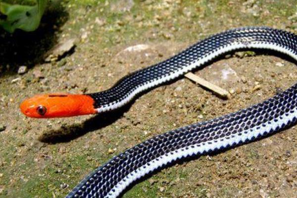 世界上毒腺最长的蛇，如果被咬一口后果严重！