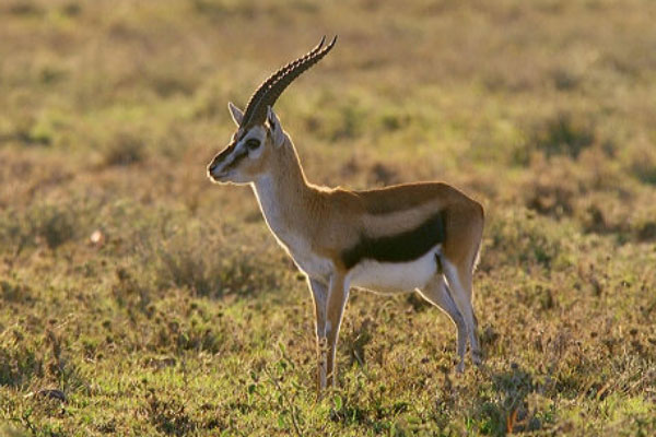 非洲最有名的小型羚羊，汤姆森瞪羚乃草原上的短跑能手