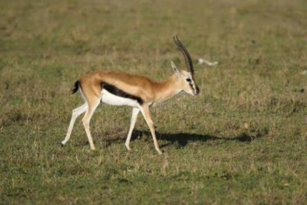 非洲最有名的小型羚羊，汤姆森瞪羚乃草原上的短跑能手