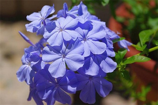 世界上花语最冷漠的花：紫藤、雪莲双双入榜