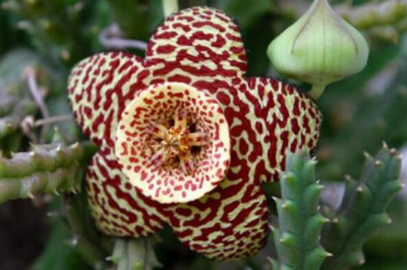世界十大最臭的植物：白星海芋夺冠，大王花仅排第三