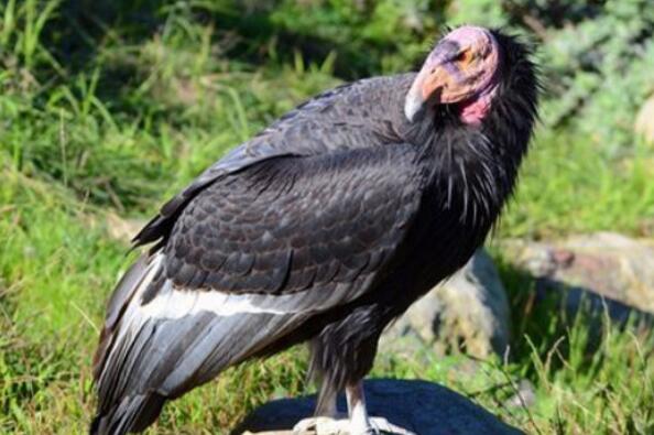 世界上最珍稀的十种鸟：鸮鹦鹉上榜，大鹮排第一