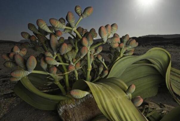 世界上最怪异的植物，千岁兰能在沙漠中活千年