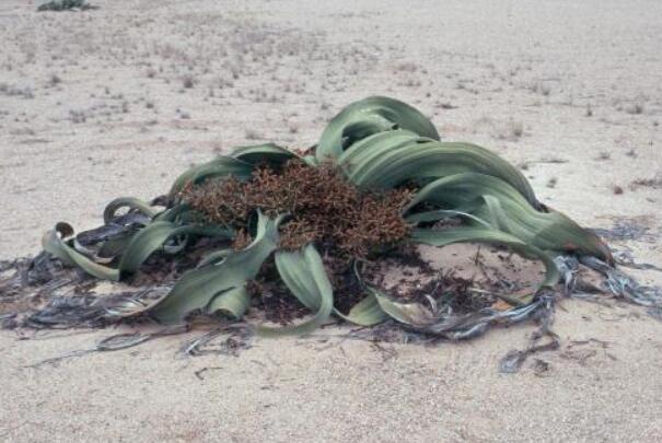世界上最怪异的植物，千岁兰能在沙漠中活千年