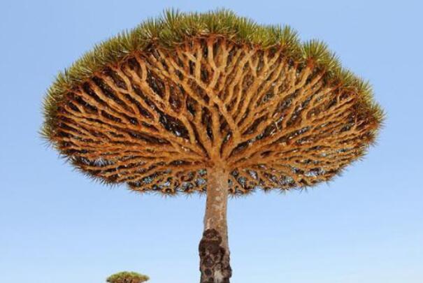 世界上活得最久的树：龙血树能存活一万年