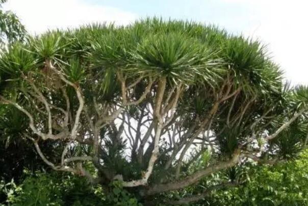 世界上活得最久的树：龙血树能存活一万年