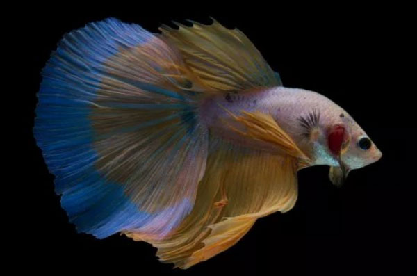 世界上外观最艳丽的鱼：泰国斗鱼适合单养