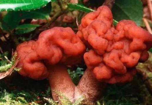 世界上最漂亮的毒蘑菇：毒蝇伞、毒鹅膏双双入榜