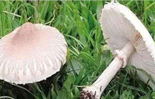 世界上最漂亮的毒蘑菇：毒蝇伞、毒鹅膏双双入榜