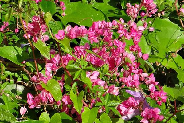 花期覆盖全年的十大开花植物：四季海棠摘得桂冠