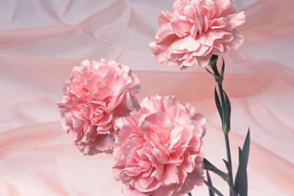 最常见的十大鲜切花材：康乃馨、向日葵榜上有名