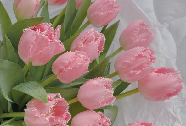 最常见的十大鲜切花材：康乃馨、向日葵榜上有名