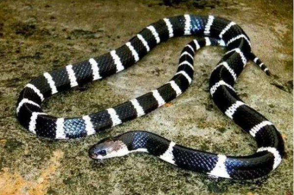 中国毒性最强的蛇：银环蛇仅需0.08毫克蛇毒可杀人