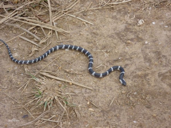 中国毒性最强的蛇：银环蛇仅需0.08毫克蛇毒可杀人
