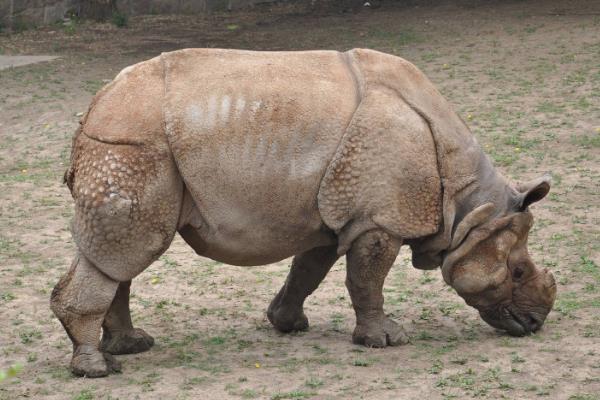 世界上体型最大的单角犀：印度犀牛（犀角可达60厘米）