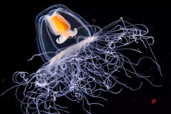 世界上寿命最长的动物：灯塔水母能返老还童