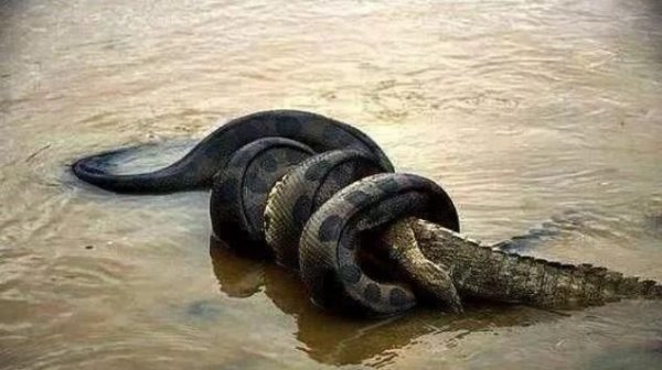 世界上最大最重的蛇，森蚺体长可达10米