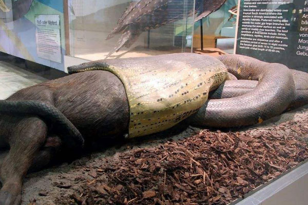 世界上最大最重的蛇，森蚺体长可达10米
