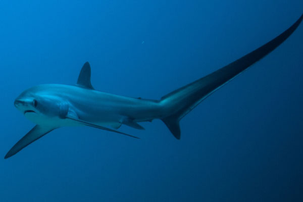 世界上尾巴最长的鲨鱼，浅海长尾鲨用尾巴钓鱼