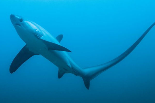 世界上尾巴最长的鲨鱼，浅海长尾鲨用尾巴钓鱼