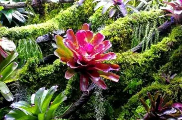 最知名十大的热带雨林植物：娑罗树上榜，第一是它