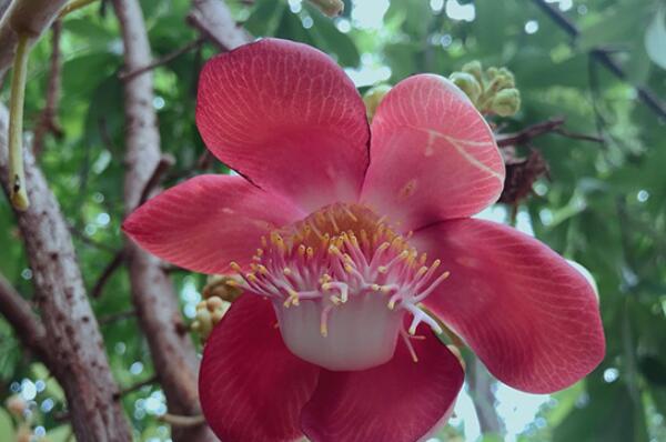 最知名十大的热带雨林植物：娑罗树上榜，第一是它