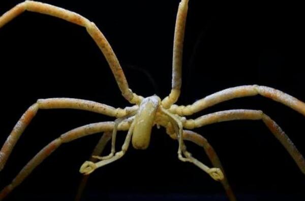 海洋中最神秘的十大生物：庞贝虫上榜，你认识几种？