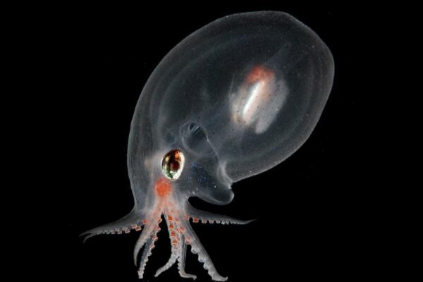 海洋中最神秘的十大生物：庞贝虫上榜，你认识几种？
