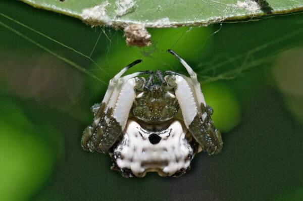 世界毒性最强的十大剧毒蜘蛛：黄囊蛛垫底，第一是漏斗蜘蛛