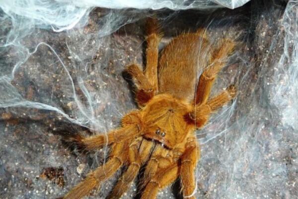 世界毒性最强的十大剧毒蜘蛛：黄囊蛛垫底，第一是漏斗蜘蛛