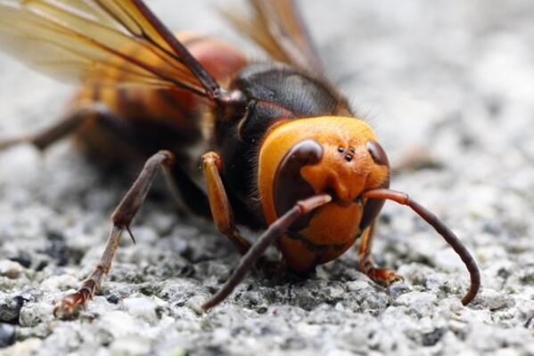 世界最厉害的十大蜂：第一名已杀死上千人，令人闻风丧胆
