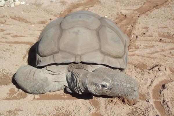 世界寿命最长的十大龟类：玳瑁居第六，斑鳖霸占榜首