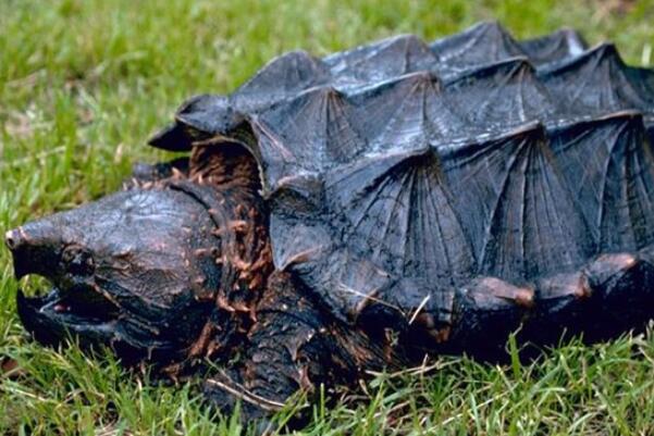 世界寿命最长的十大龟类：玳瑁居第六，斑鳖霸占榜首