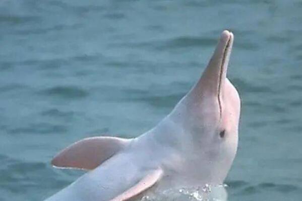 中国特有的十大珍稀濒危动物：白鳍豚位列第一