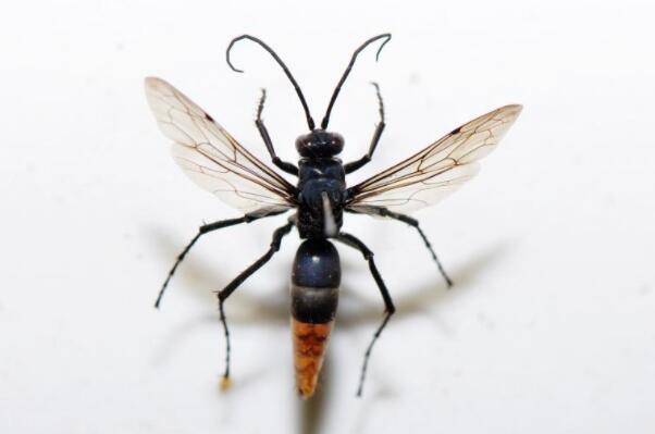 世界蜇人最疼的十大昆虫：子弹蚁位列榜首