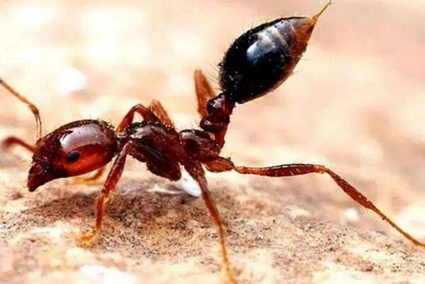 世界蜇人最疼的十大昆虫：子弹蚁位列榜首