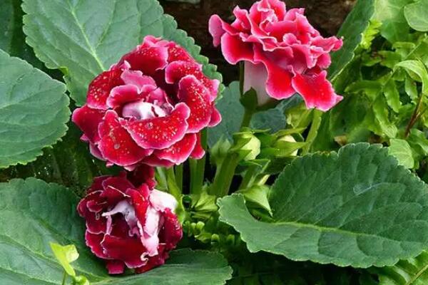 最能开花的十大耐荫植物：文心兰、球兰均上榜
