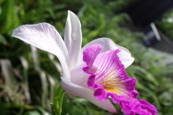十大最知名的兰花品种：鬼兰、蝴蝶兰双双上榜