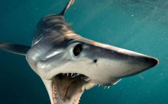 世界三大可怕的鲨鱼：巨齿鲨排在第一名