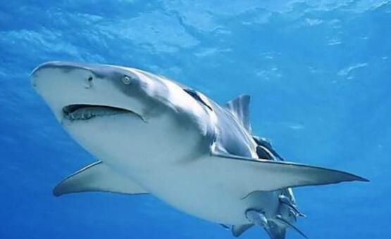 世界三大可怕的鲨鱼：巨齿鲨排在第一名