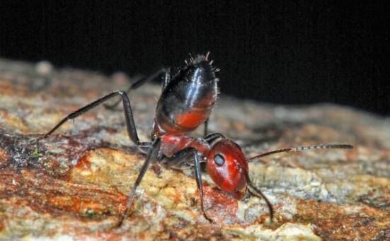 盘点十大最凶猛的蚂蚁：子弹蚁第一，行军蚁第二