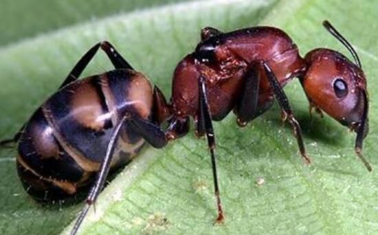 世界上最凶的蚂蚁图片