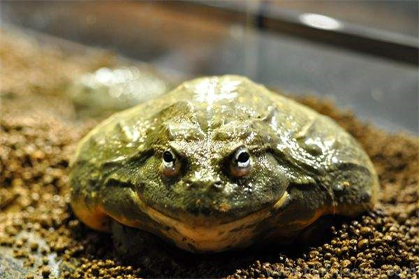 世界上最残忍的巨蛙：非洲牛箱头蛙体长可达30厘米