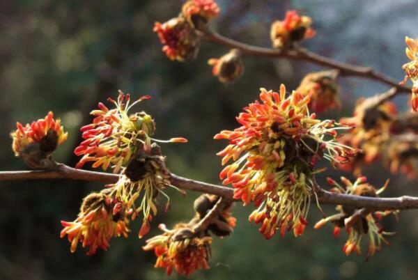中国最稀有的十大花卉品种：金花茶夺得花魁