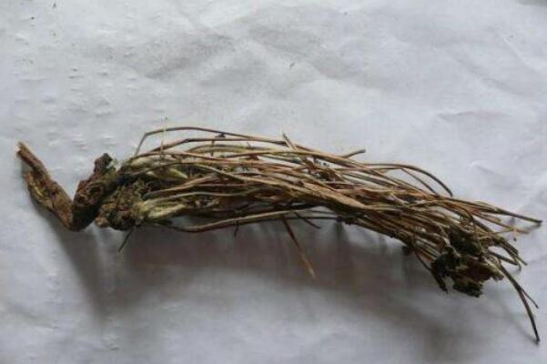 中国十大最值钱的植物药材：铁皮石斛垫底，冬虫夏草第一