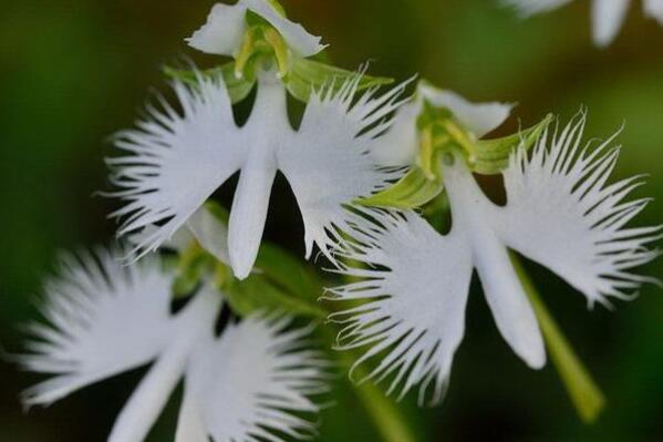 世界最稀有的十大花卉植物，你见过几种呢？