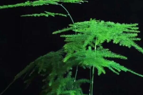 最耐阴的十种室内植物：文竹上榜，紫露兰霸占榜首